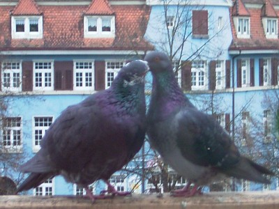 Turteltauben